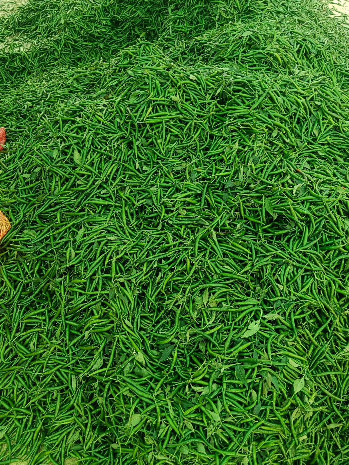 Premium Chilly Selection