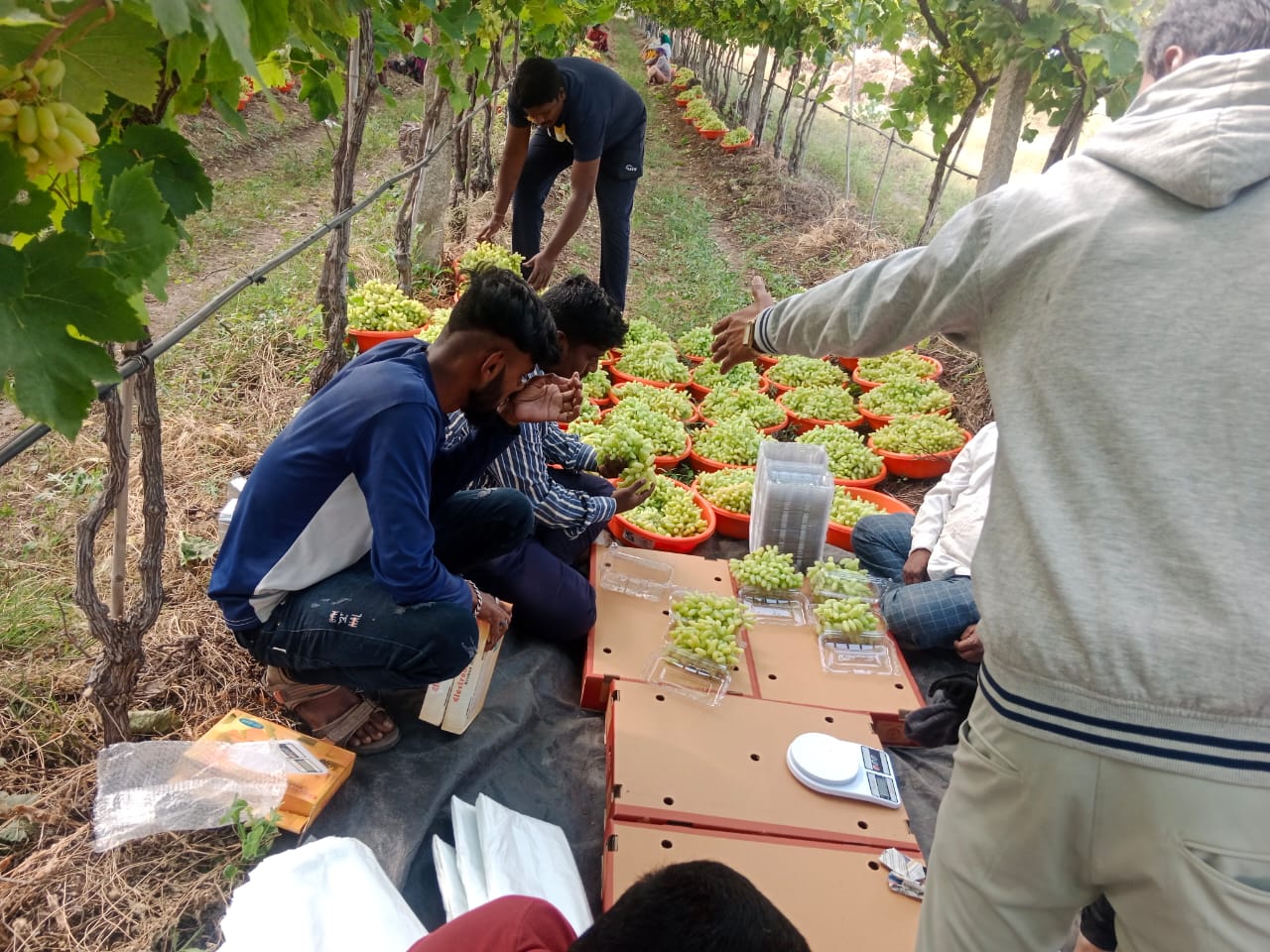 Grapes Packing at Farm