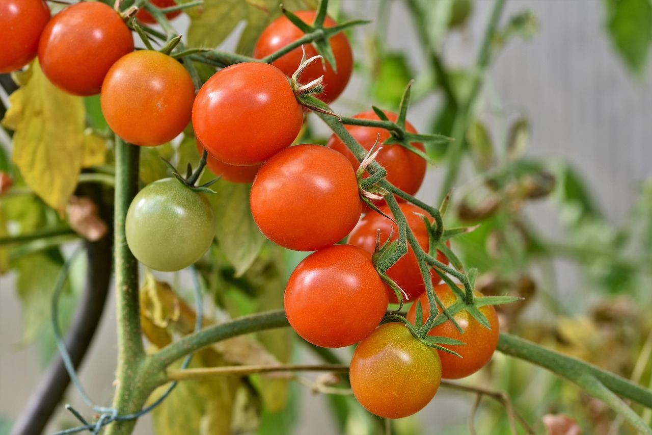 Export Quality Tomatoes
