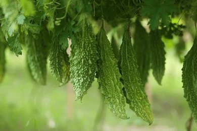 Bitter Gourd