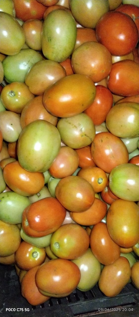 Premium Hybrid Tomatoes