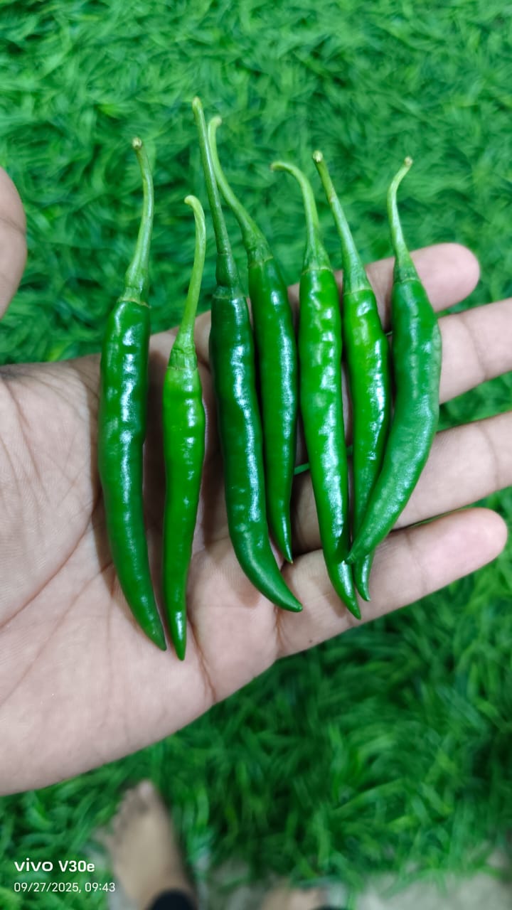 Standard Green Chilies